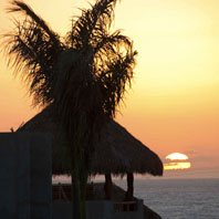 palm